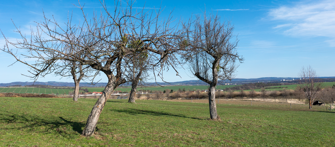 Obstbaumgruppe